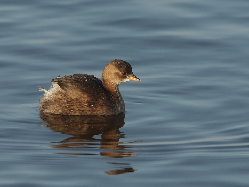 Tachybabtus ruficollis Dodaars Little Grebe